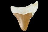 Bargain, Bone Valley Megalodon Tooth - Florida #99827-1
